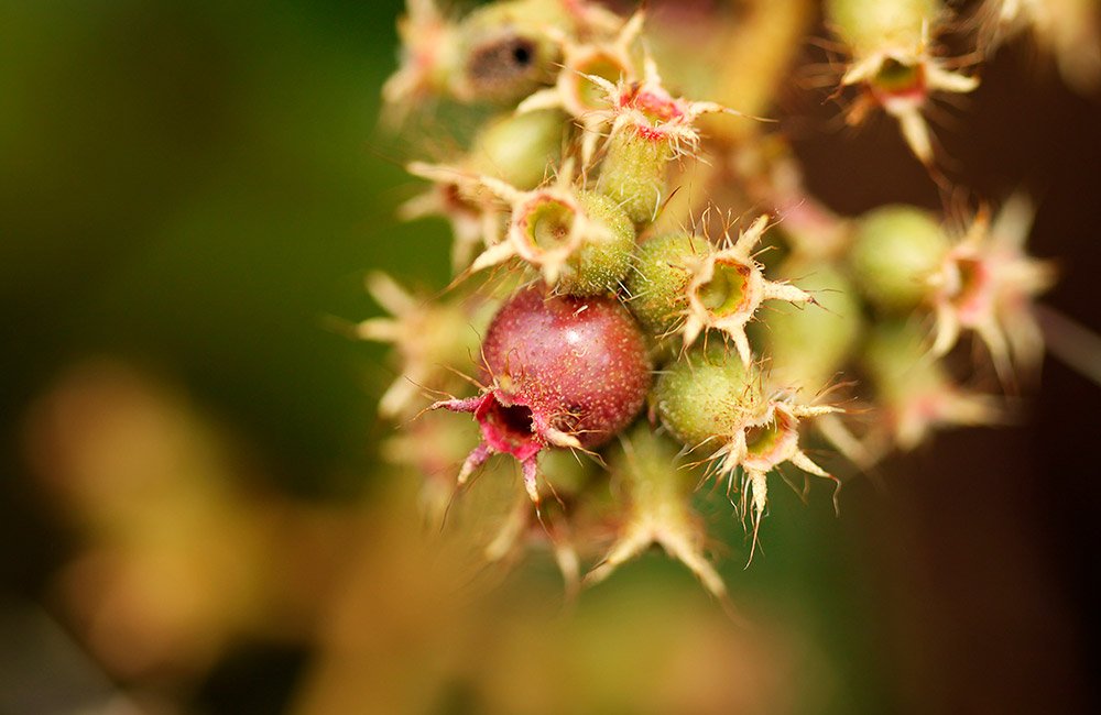 Série Silvestre - Flores e Formas do Retiro das Pedras - Pedro Sales